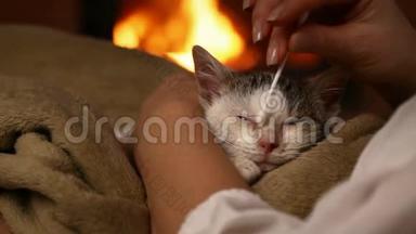 可爱的小猫被新主人清洗伤口